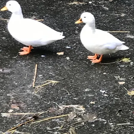 Bauernhof Blackrath *