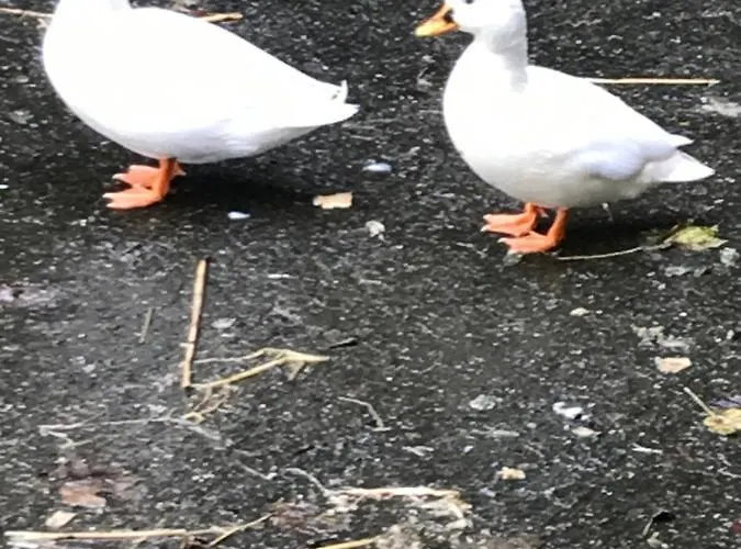 Séjour à la ferme Blackrath *